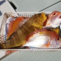 アマテラス 釣果
