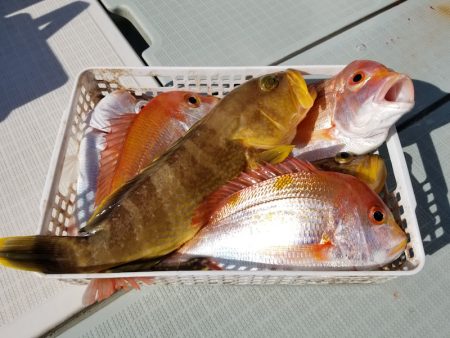 アマテラス 釣果