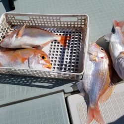 アマテラス 釣果