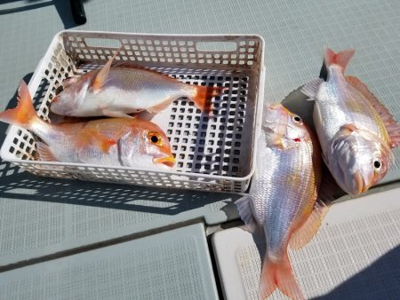 アマテラス 釣果