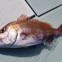 アマテラス 釣果