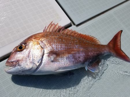 アマテラス 釣果