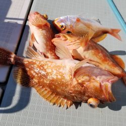 アマテラス 釣果