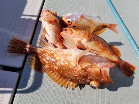 アマテラス 釣果