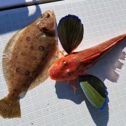 アマテラス 釣果