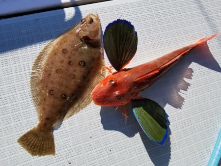 アマテラス 釣果