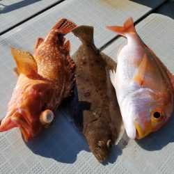 アマテラス 釣果