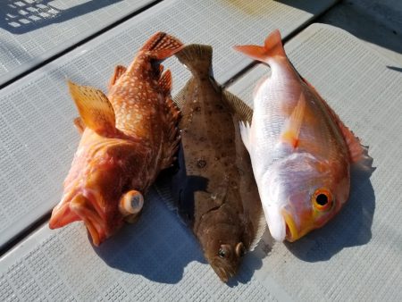 アマテラス 釣果