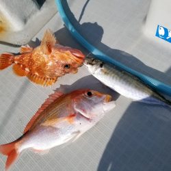 アマテラス 釣果