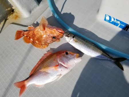 アマテラス 釣果