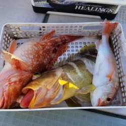 アマテラス 釣果