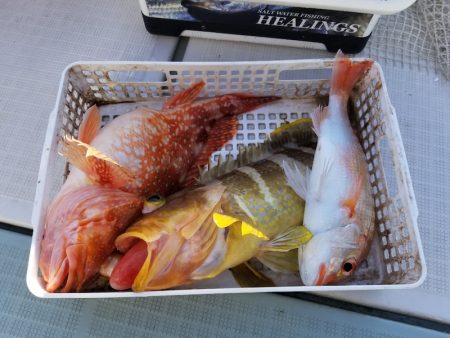 アマテラス 釣果