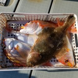 アマテラス 釣果