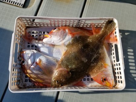 アマテラス 釣果