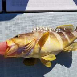 アマテラス 釣果