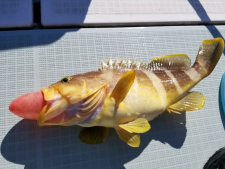 アマテラス 釣果