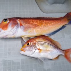 アマテラス 釣果