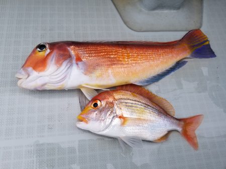 アマテラス 釣果