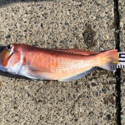 第二八坂丸 釣果