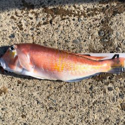 第二八坂丸 釣果