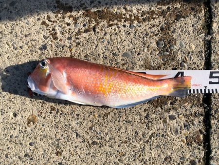 第二八坂丸 釣果