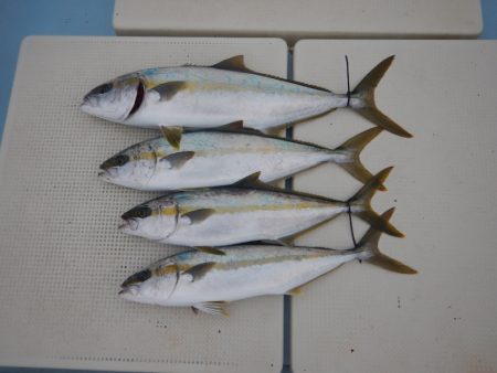 きずなまりん 釣果