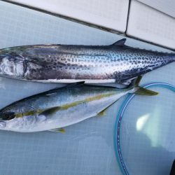 アマテラス 釣果