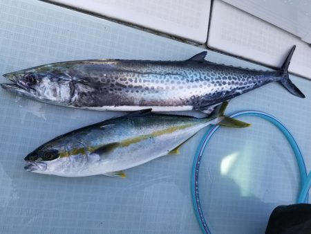 アマテラス 釣果