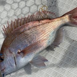 「LaGooN」蒼陽丸 日和号 釣果