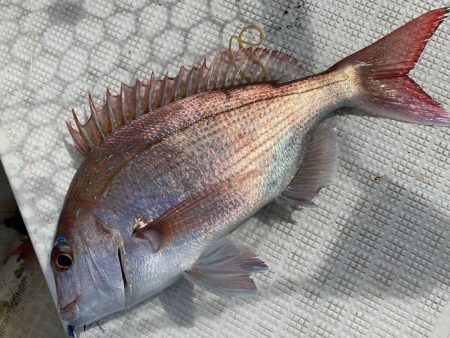 「LaGooN」蒼陽丸 日和号 釣果