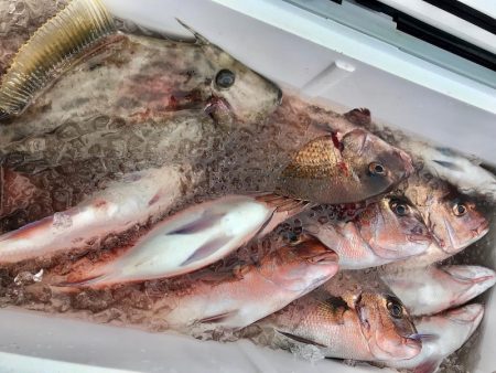 龍神丸(鹿児島) 釣果