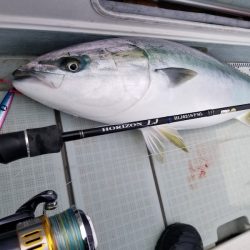 アマテラス 釣果