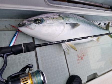 アマテラス 釣果