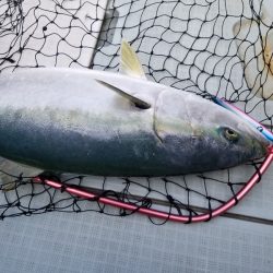 アマテラス 釣果