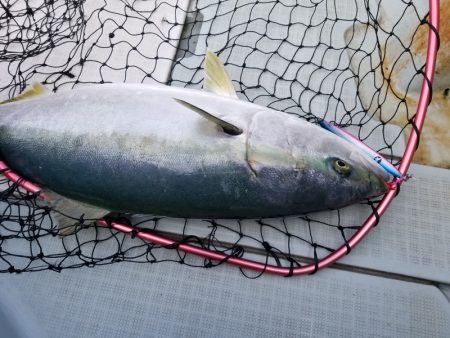 アマテラス 釣果