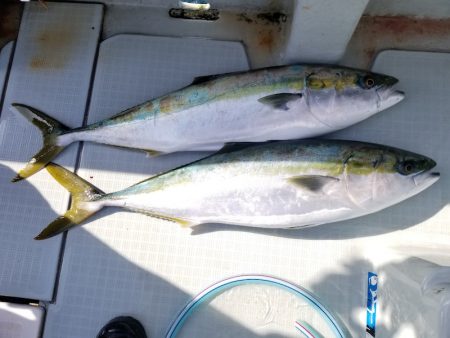 アマテラス 釣果