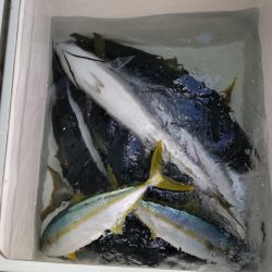 アマテラス 釣果