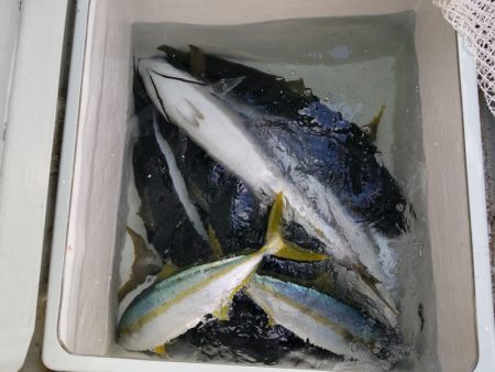 アマテラス 釣果
