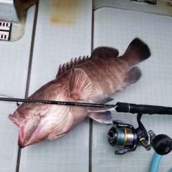 アマテラス 釣果