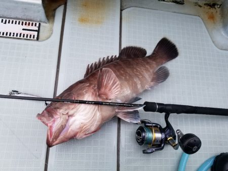 アマテラス 釣果