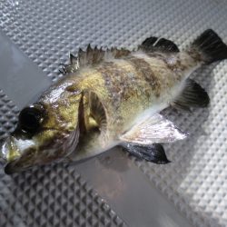 Chase(チェイス) 釣果