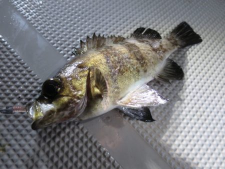 Chase(チェイス) 釣果