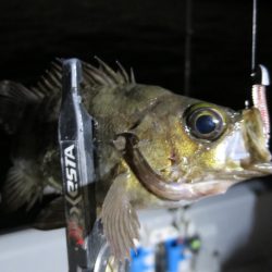 Chase(チェイス) 釣果