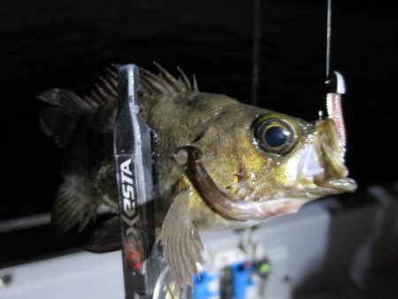 Chase(チェイス) 釣果