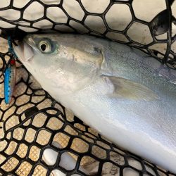 「LaGooN」蒼陽丸 日和号　 釣果