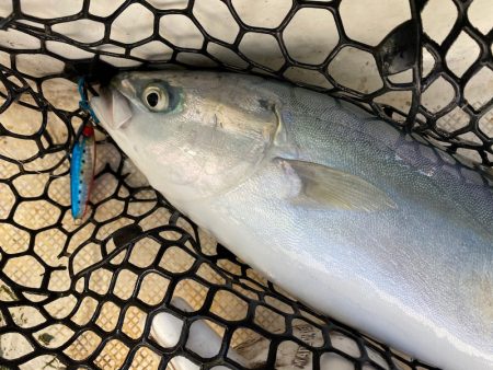 「LaGooN」蒼陽丸 日和号　 釣果