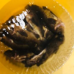 Ｖ−７ West 釣果