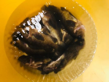 Ｖ−７ West 釣果