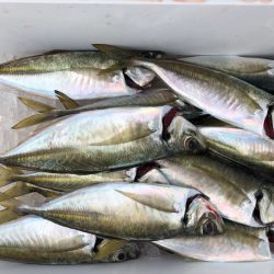 フィッシング キッタカ 釣果