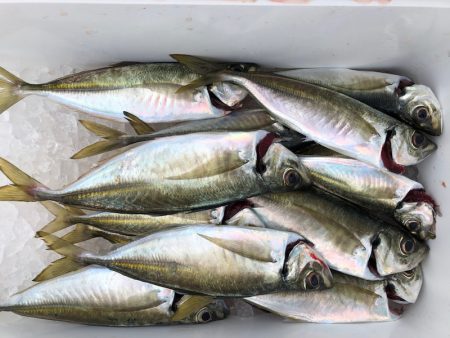 フィッシング キッタカ 釣果